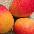 Mango/ Mangoes