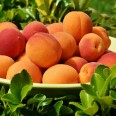 Kayısı / Apricot