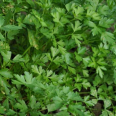 Maydonoz / Parsley