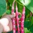 Barbunya / Red Beans