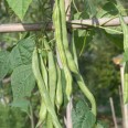 Çalı Fasulye / Fresh Beans