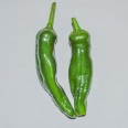 Çarliston biber / Green pepper