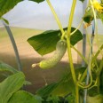 Çengelköy Salatalık / Native Cucumber