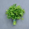 Maydonoz / Parsley