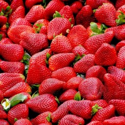 Çilek / Strawberry