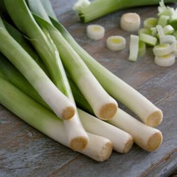 Pırasa / Leek