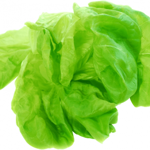 Marul / Lettuce Long