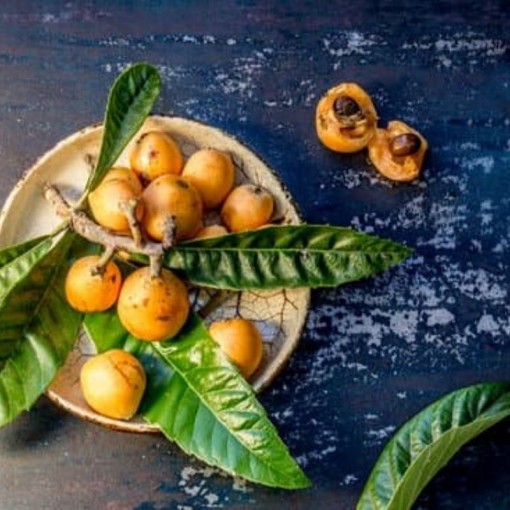 Erik Malta / Loquat