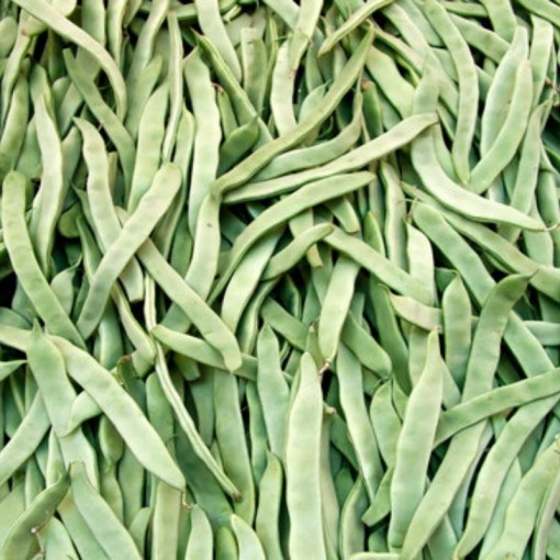 Çalı Fasulye / Fresh Beans