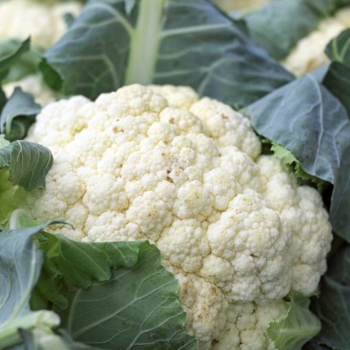 Karnabahar / Cauliflower