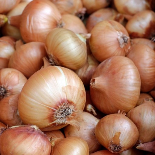 Kurusoğan / Onion