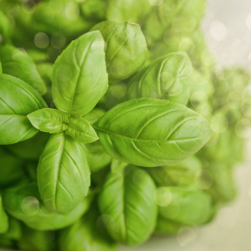 Fesleğen 25 gr / Basil