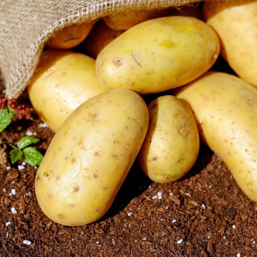 Patates / Potatoes