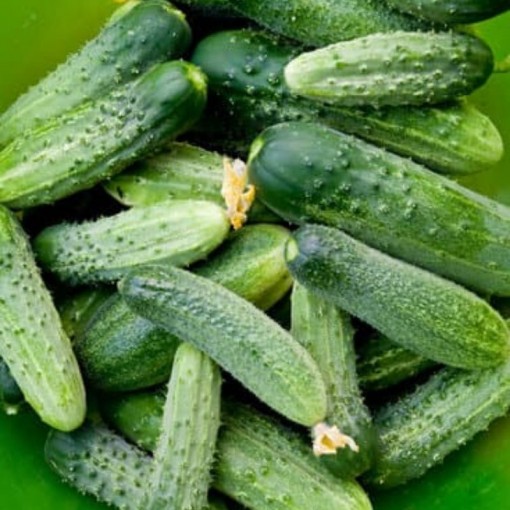 Çengelköy Salatalık / Native Cucumber