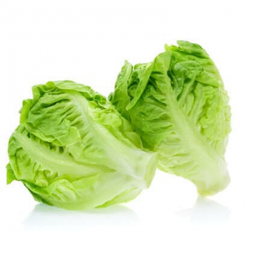 Yedikule Marul / Baby Lettuce