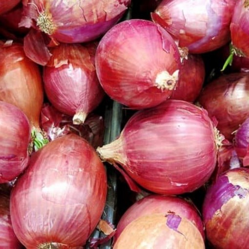 Kırmızı Soğan / Red Onion