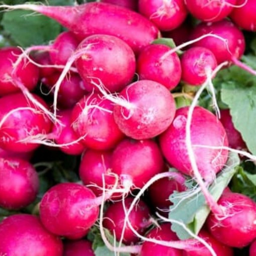 Turp Çeşitleri / Radish